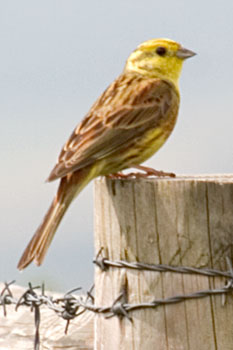 Yellowhammer