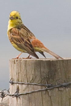 Yellowhammer