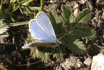 Butterfly