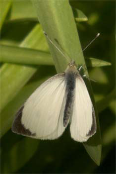 Small White butterfly