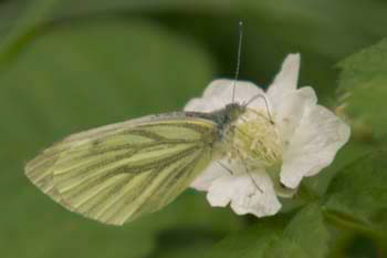 Butterfly 014