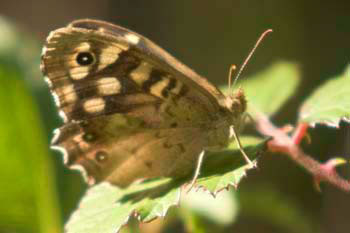 Butterfly 015