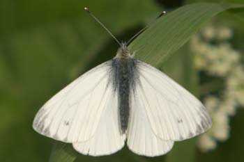 Butterfly Green-veined white