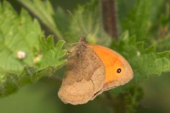 Butterfly Meadow Brown
