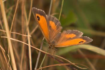Butterfly Gatekeeper