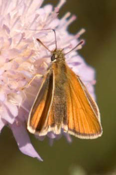 Butterfly Small Skipper