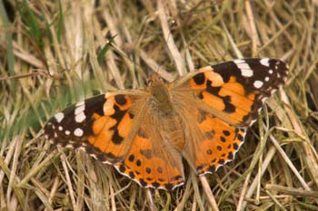 Butterfly Painted Lady