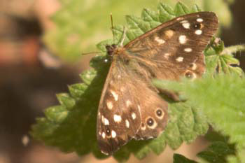 Butterfly Speckled Wood
