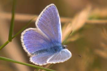 Butterfly Common Blue