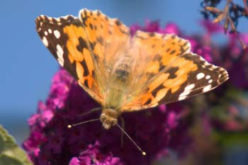 Butterfly Painted Lady
