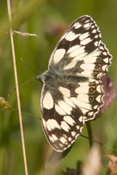 Butterfly Marbled White
