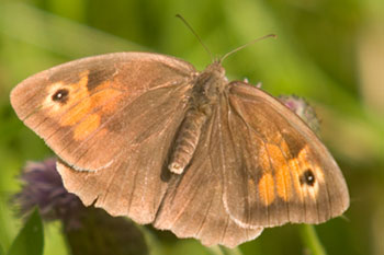 Butterfly Meadow Brown