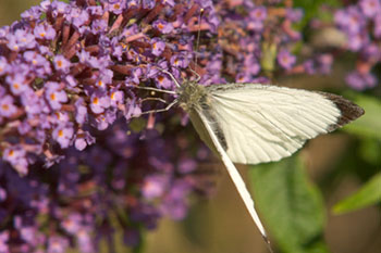 Butterfly Large White