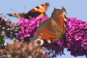 Peacock Butterfly