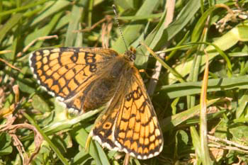 Glanville Fritillary butterfly