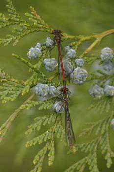 Damselfly