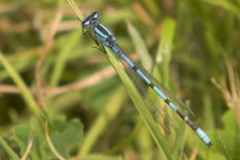Damselfly