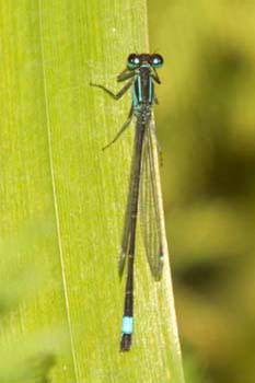 Damselfly