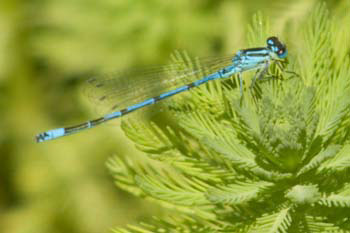 Damselfly