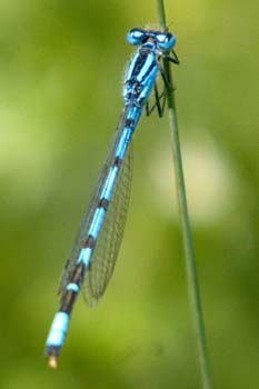 Common Blue Damselfly