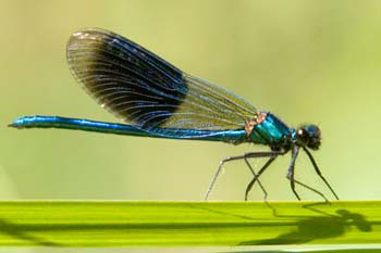 Banded Agrion Damselfly
