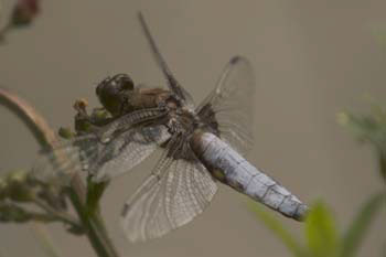Dragonfly