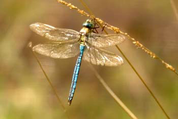 Dragonfly