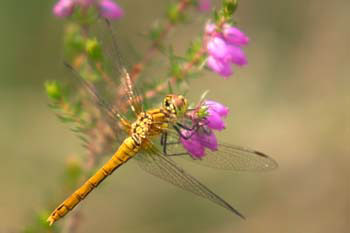 Dragonfly