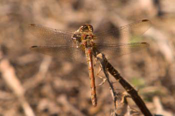 Dragonfly