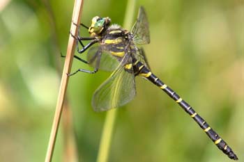 Gold-ringed Dragonfly