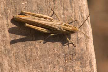 Grasshopper