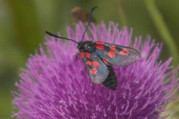 Moth