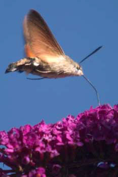 Hummingbird Hawkmoth