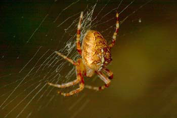 Spider