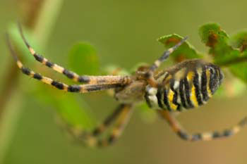 Spider