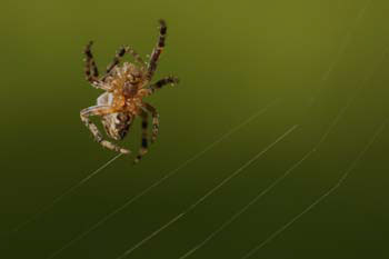 Spider spins web