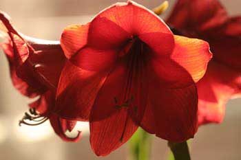Amaryllis
