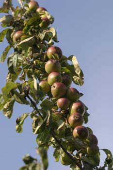 Apple tree