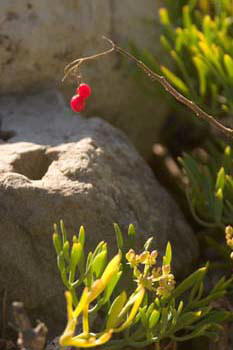 A berry