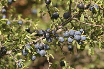 Blackthorn