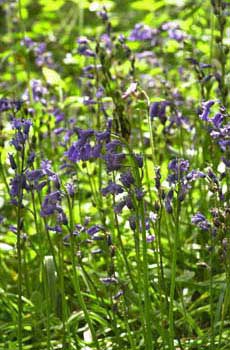 Bluebells