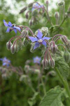 Borage