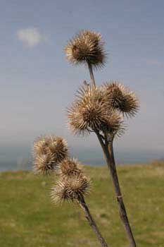 Burdock