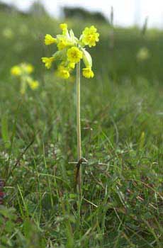 Cowslip