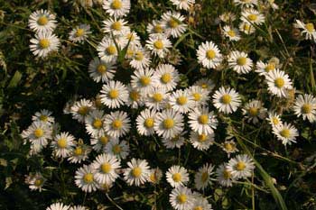 Daisies