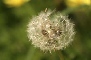 Dandelion