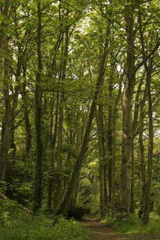 East Cowes Esplanade woods