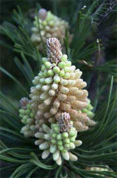 Fir flower