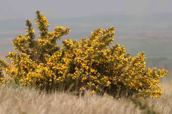 Gorse