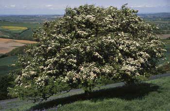 Hawthorn